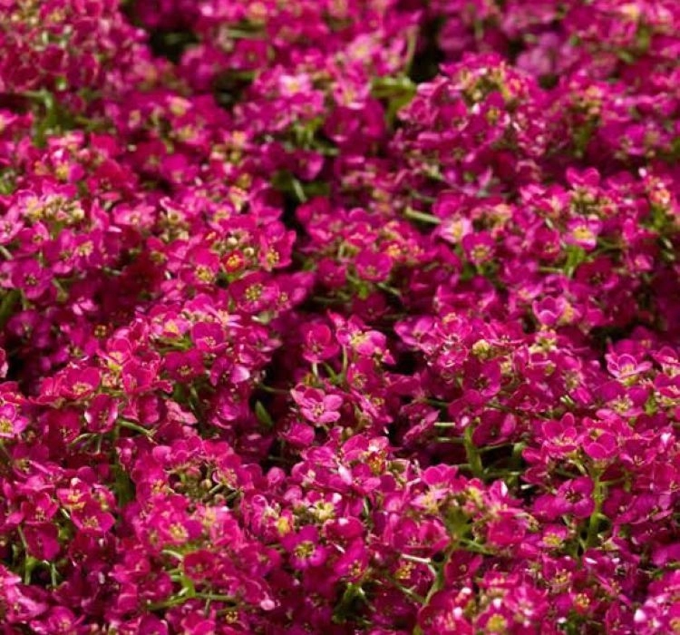 Alisyum%20Tohumu%20İnci%20Açık%20Pembe%20-%20Saksılık%2010%20Tohum