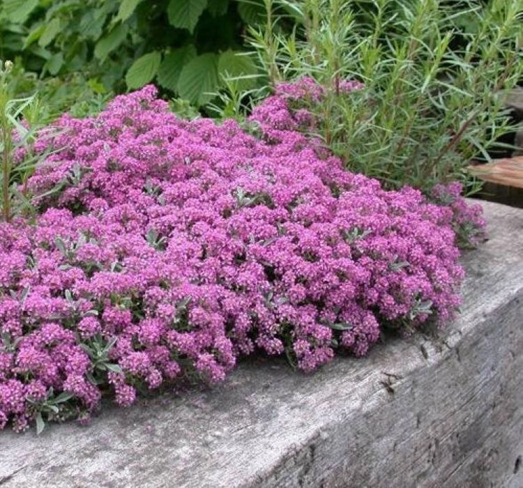 Alisyum%20Tohumu%20İnci%20Açık%20Pembe%20-%20Saksılık%2010%20Tohum