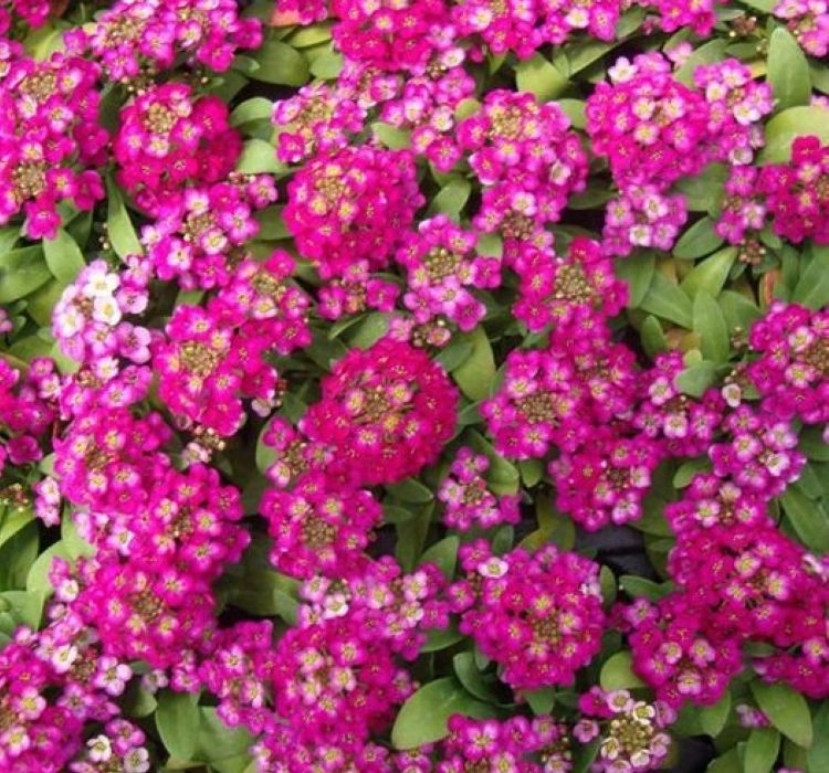 Alisyum%20Tohumu%20İnci%20Açık%20Pembe%20-%20Saksılık%2010%20Tohum