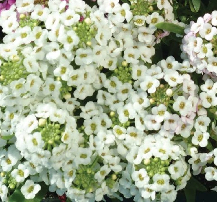 Alisyum%20Tohumu%20İnci%20Beyaz%20-%20Saksılık%2010%20Tohum