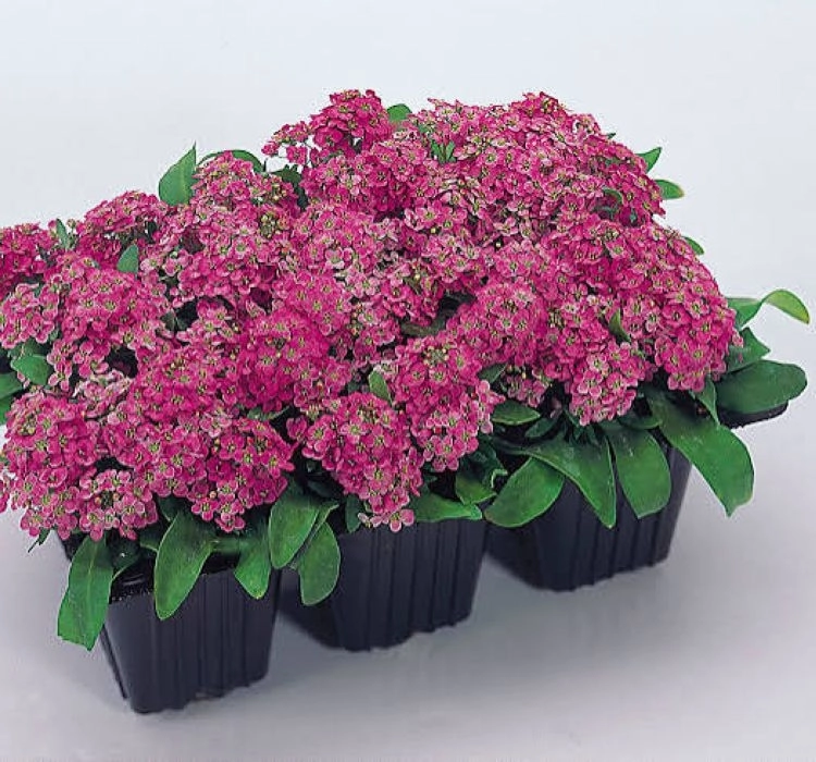 Alisyum%20Tohumu%20İnci%20Koyu%20Pembe%20-%20Saksılık%2010%20Tohum