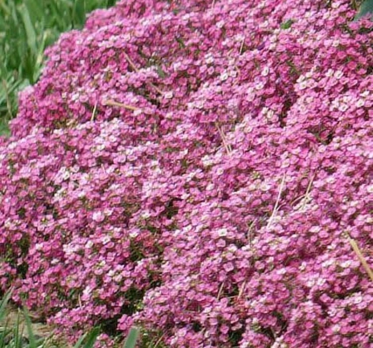 Alisyum%20Tohumu%20İnci%20Koyu%20Pembe%20-%20Saksılık%2010%20Tohum