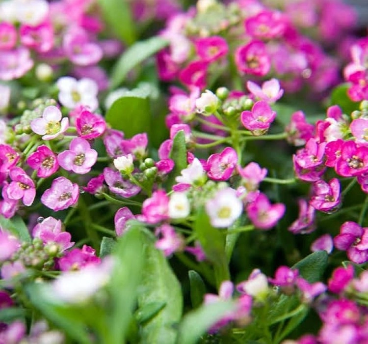 Alisyum%20Tohumu%20İnci%20Koyu%20Pembe%20-%20Saksılık%2010%20Tohum