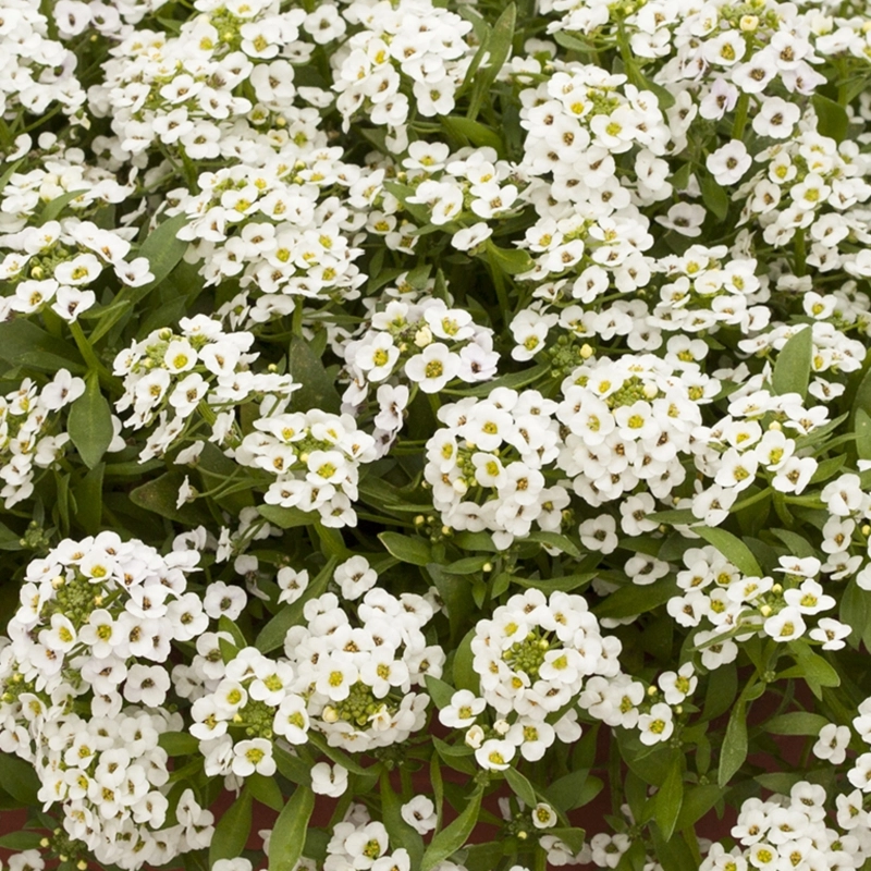 Alyssum%20Kraliyet%20Halısı%20Beyaz%20Renk%20-%20Saksılık%2010%20Tohum
