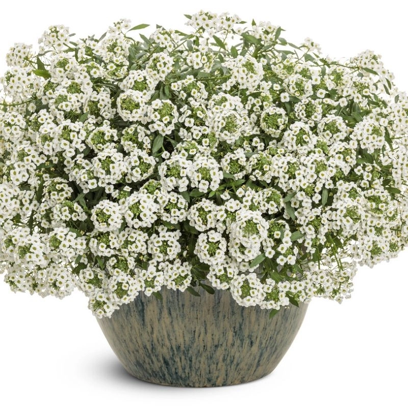 Alyssum%20Kraliyet%20Halısı%20Beyaz%20Renk%20-%20Saksılık%2010%20Tohum