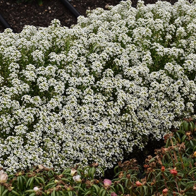 Alyssum%20Kraliyet%20Halısı%20Beyaz%20Renk%20-%20Saksılık%2010%20Tohum