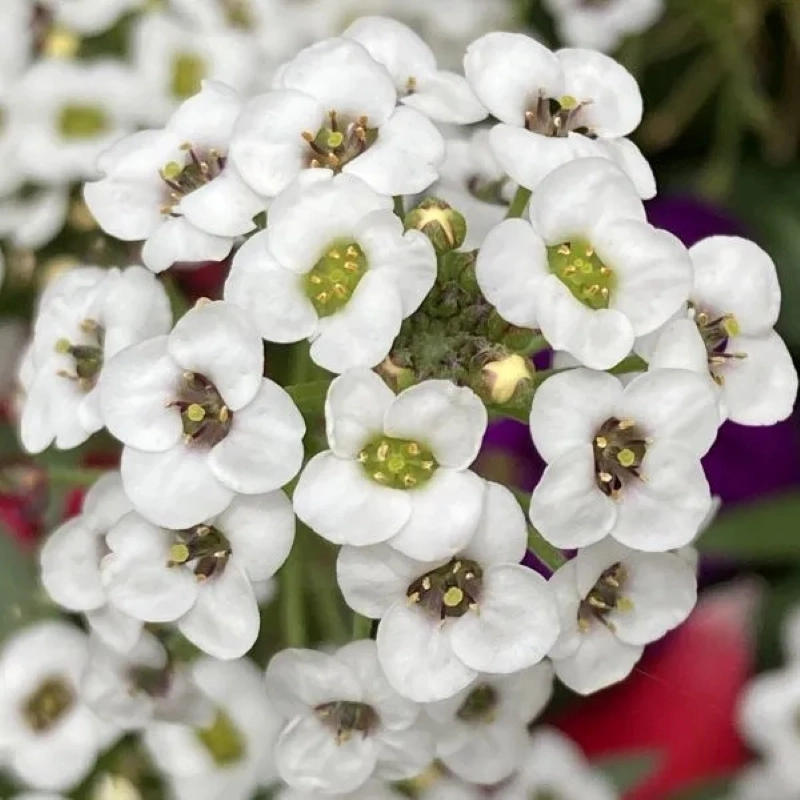 Alyssum%20Kraliyet%20Halısı%20Beyaz%20Renk%20-%20Saksılık%2010%20Tohum