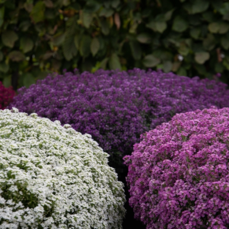 Alyssum%20Kraliyet%20Halısı%20Karışık%20Renk%20-%20Saksılık%2010%20Tohum