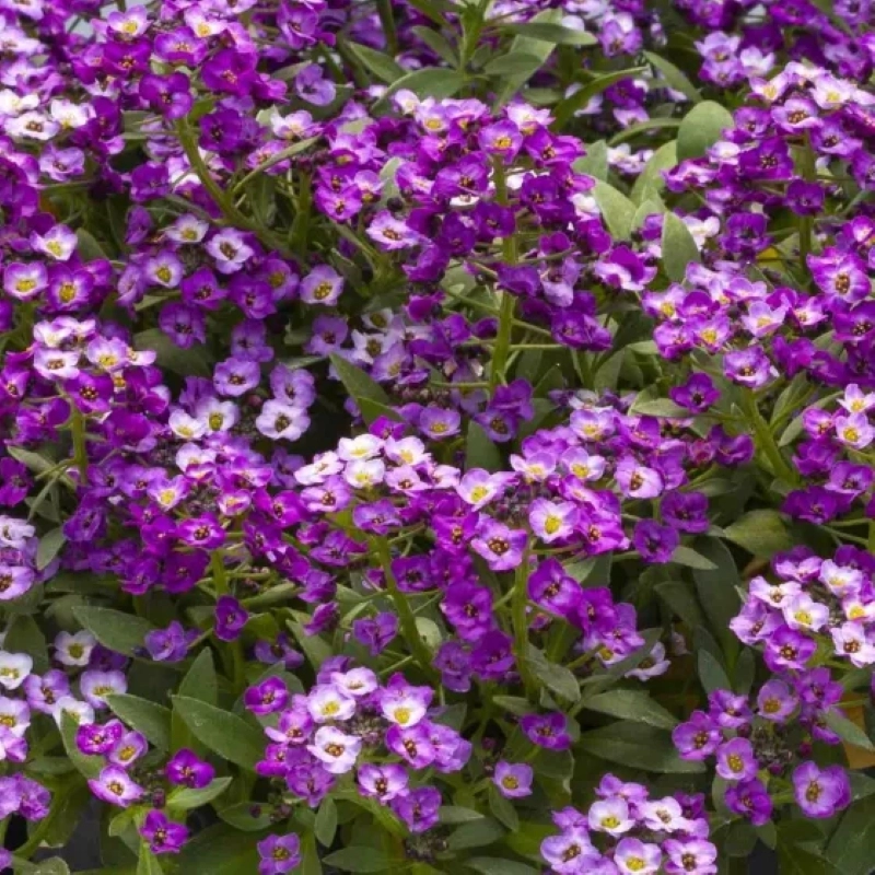 Alyssum%20Kraliyet%20Halısı%20Mor%20Renk%20-%20Saksılık%2010%20Tohum