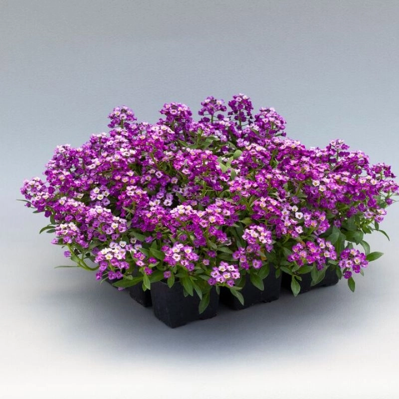 Alyssum%20Kraliyet%20Halısı%20Mor%20Renk%20-%20Saksılık%2010%20Tohum