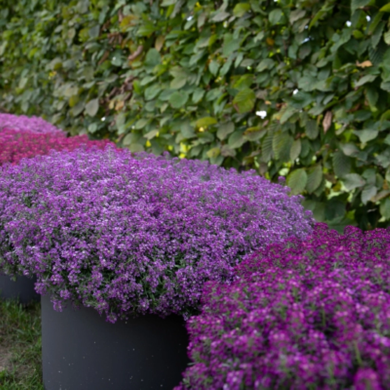 Alyssum%20Kraliyet%20Halısı%20Mor%20Renk%20-%20Saksılık%2010%20Tohum