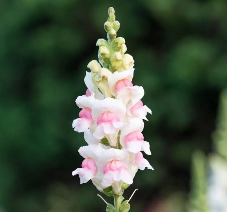 AslanAğzı%20Uzun%20Antik%20Seri%20Appleblossom%20Renk%20-%20Saksılık%2010%20Tohum