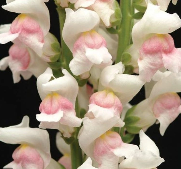 AslanAğzı%20Uzun%20Antik%20Seri%20Appleblossom%20Renk%20-%20Saksılık%2010%20Tohum
