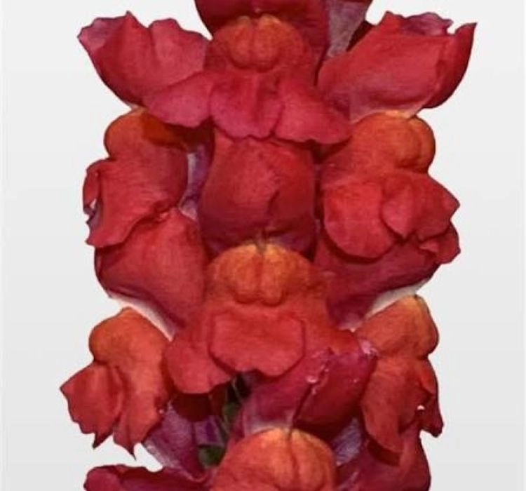 AslanAğzı%20Uzun%20Antik%20Seri%20Flamingo%20Renk%20-%20Saksılık%2010%20Tohum