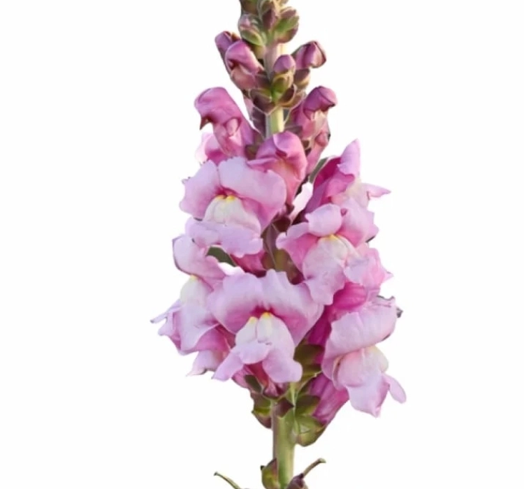 AslanAğzı%20Uzun%20Antik%20Seri%20Lavanta%20Renk%20-%20Saksılık%2010%20Tohum