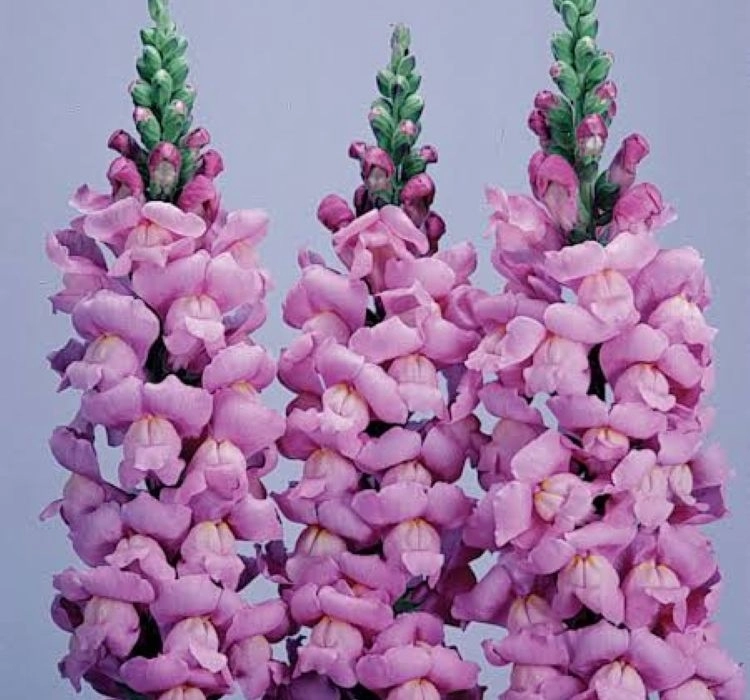 AslanAğzı%20Uzun%20Antik%20Seri%20Lavanta%20Renk%20-%20Saksılık%2010%20Tohum