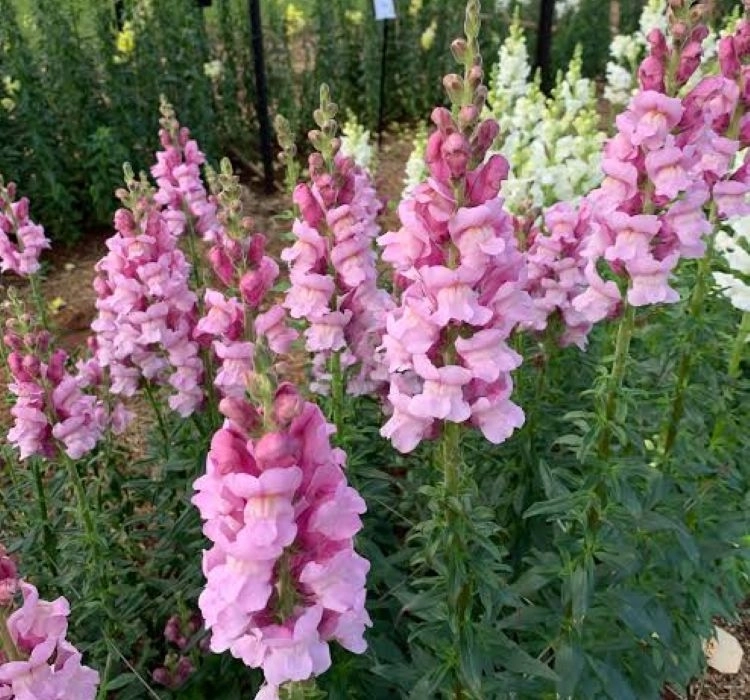 AslanAğzı%20Uzun%20Antik%20Seri%20Lavanta%20Renk%20-%20Saksılık%2010%20Tohum