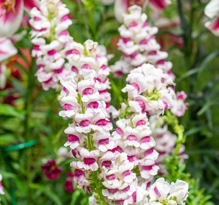AslanAğzı%20Uzun%20Antik%20Seri%20Plumblossom%20Renk%20-%20Saksılık%2010%20Tohum