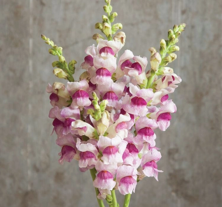 AslanAğzı%20Uzun%20Antik%20Seri%20Plumblossom%20Renk%20-%20Saksılık%2010%20Tohum