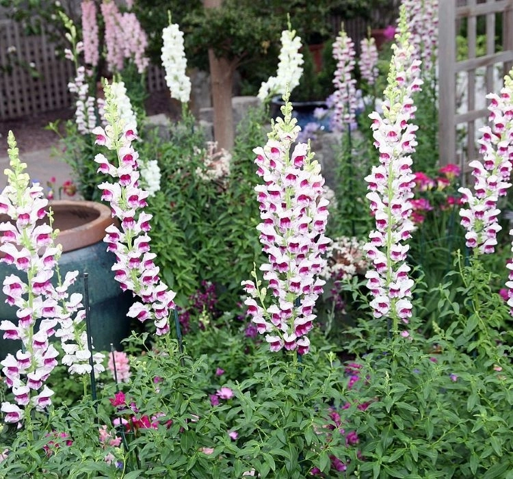 AslanAğzı%20Uzun%20Antik%20Seri%20Plumblossom%20Renk%20-%20Saksılık%2010%20Tohum