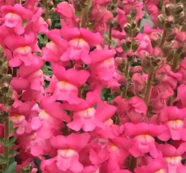 AslanAğzı%20Uzun%20Antik%20Seri%20Rose%20Renk%20-%20Saksılık%2010%20Tohum