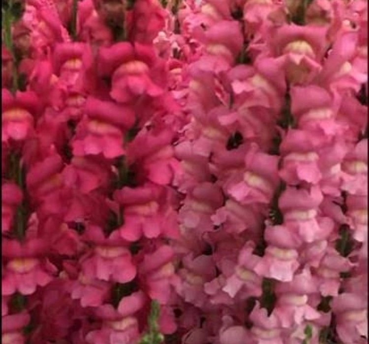 AslanAğzı%20Uzun%20Antik%20Seri%20Rose%20Renk%20-%20Saksılık%2010%20Tohum