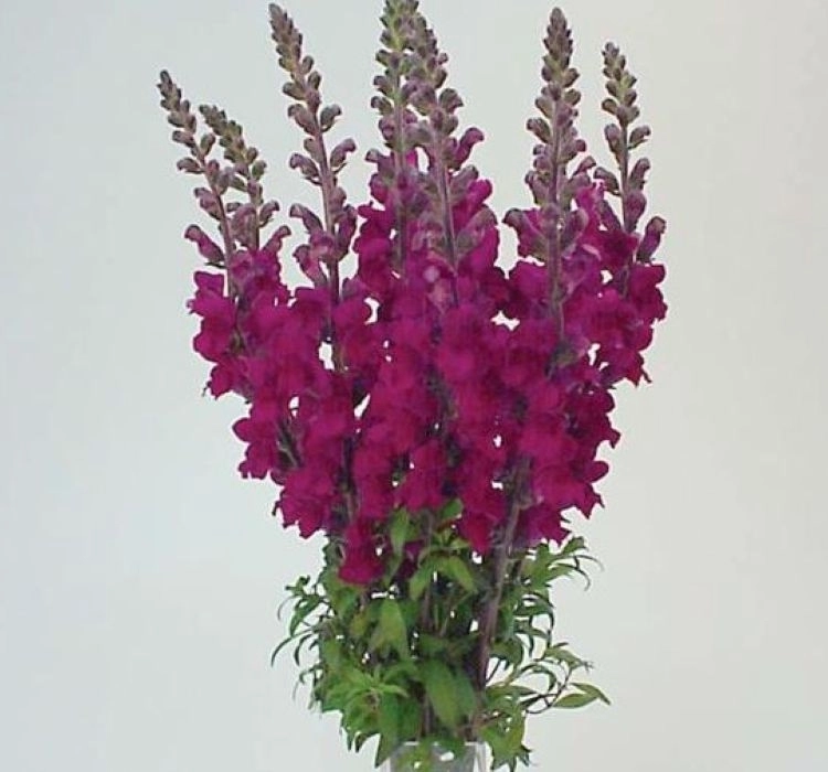 AslanAğzı%20Uzun%20Antik%20Seri%20Royal%20Renk%20-%20Saksılık%2010%20Tohum
