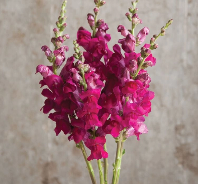AslanAğzı%20Uzun%20Antik%20Seri%20Royal%20Renk%20-%20Saksılık%2010%20Tohum