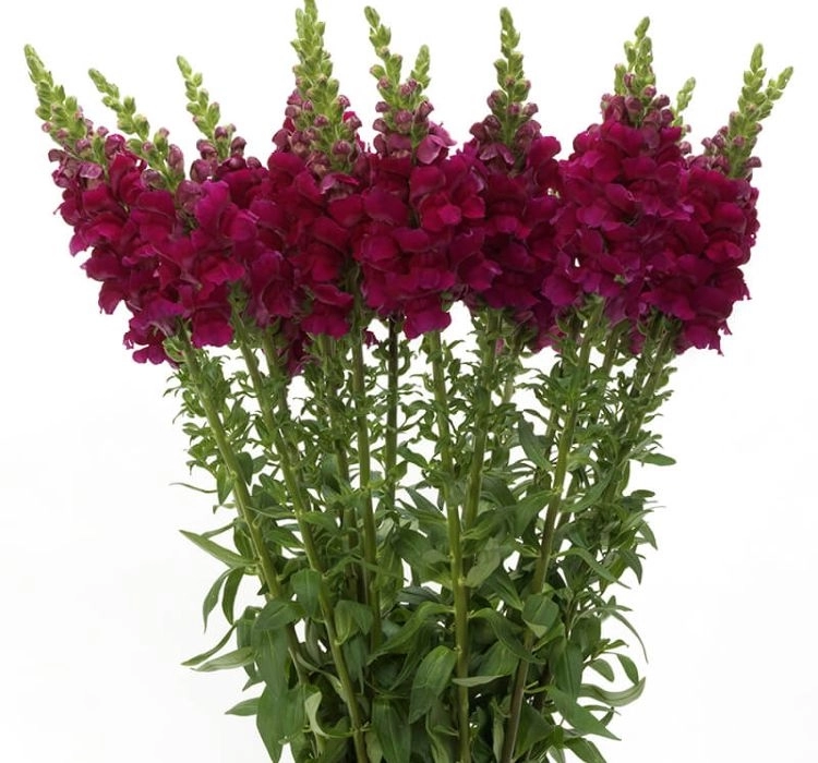 AslanAğzı%20Uzun%20Antik%20Seri%20Royal%20Renk%20-%20Saksılık%2010%20Tohum
