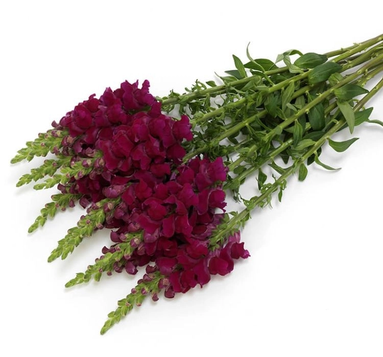AslanAğzı%20Uzun%20Antik%20Seri%20Royal%20Renk%20-%20Saksılık%2010%20Tohum