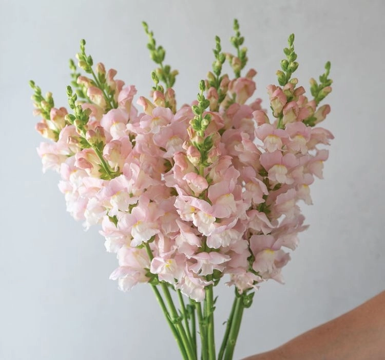 AslanAğzı%20Uzun%20Antik%20Seri%20Shell%20Pembe%20Renk%20-%20Saksılık%2010%20Tohum