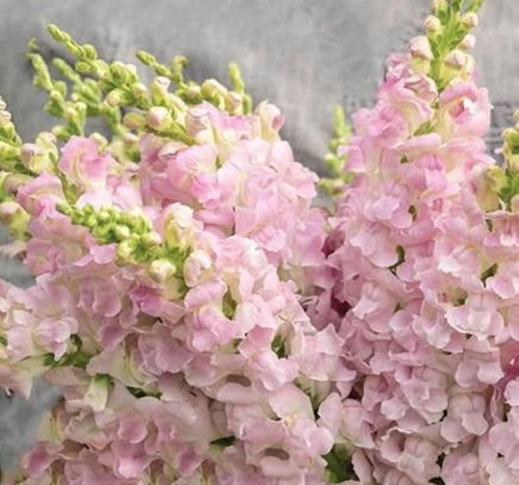 AslanAğzı%20Uzun%20Antik%20Seri%20Shell%20Pembe%20Renk%20-%20Saksılık%2010%20Tohum