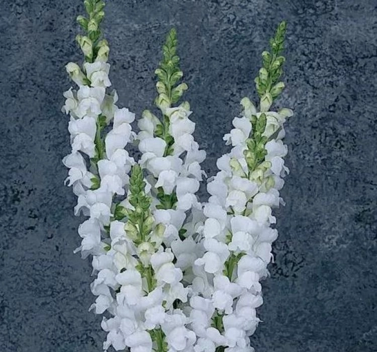 AslanAğzı%20Uzun%20Antik%20Seri%20Beyaz%20Renk%20-%20Saksılık%2010%20Tohum