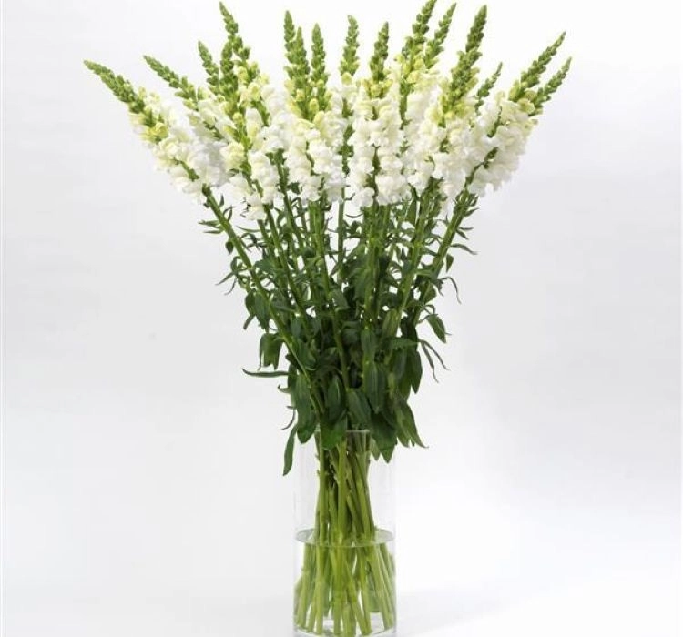 AslanAğzı%20Uzun%20Antik%20Seri%20Beyaz%20Renk%20-%20Saksılık%2010%20Tohum