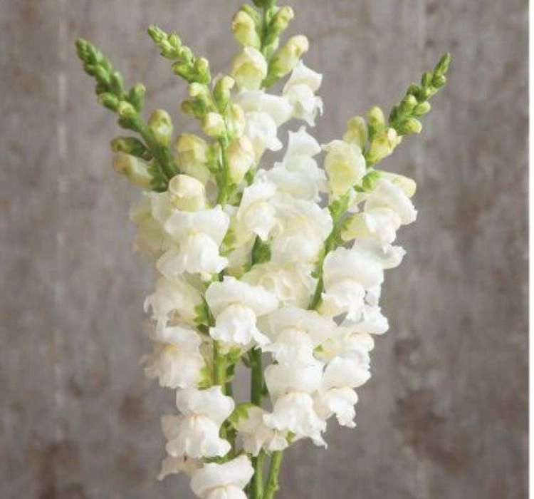 AslanAğzı%20Uzun%20Antik%20Seri%20Beyaz%20Renk%20-%20Saksılık%2010%20Tohum