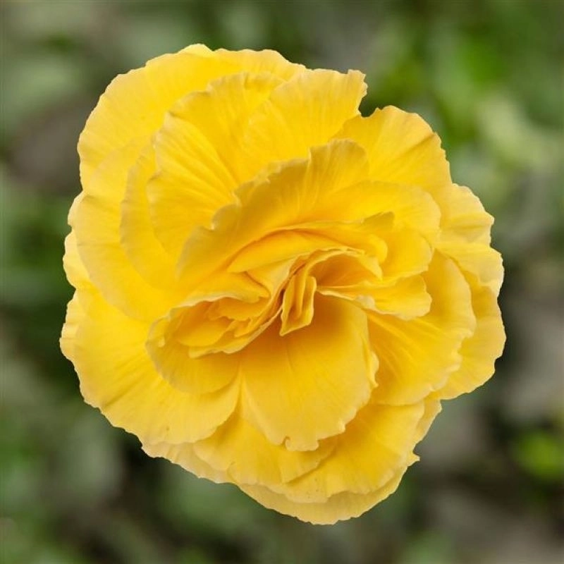 Begonya%20Katmerli%20İri%20Sarı%20Renk%20-%20Saksılık%2010%20Tohum