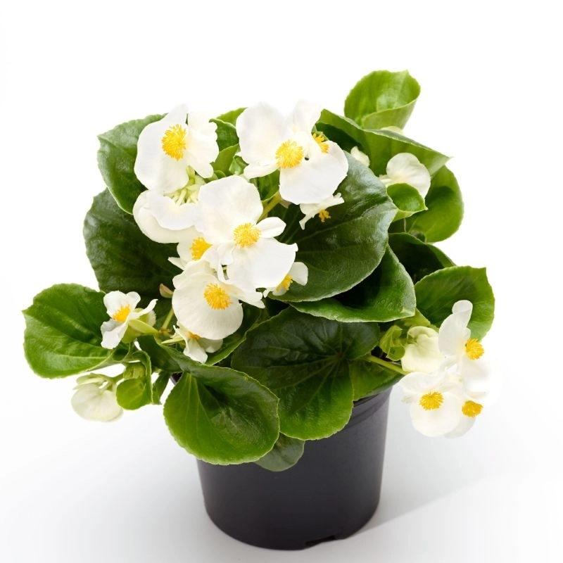 Begonya%20Büyük%20Çiçek%20Seri%20Beyaz%20Renk%20-%20Saksılık%205%20Tohum
