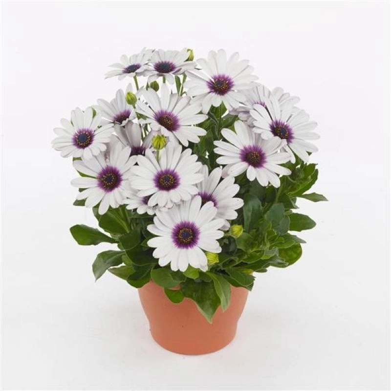 Bodrum%20Papatyası%20Sarkan%20Seri%20Beyaz%20Renk%20-%20Saksılık%205%20Tohum