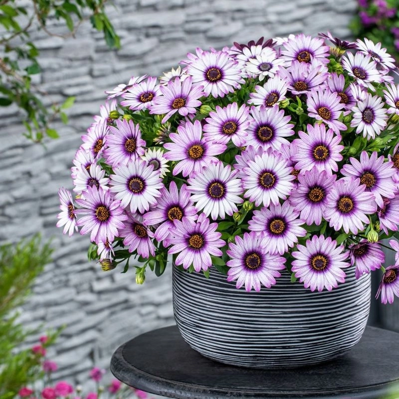 Bodrum%20Papatyası%20Sarkan%20Seri%20Çift%20Renk%20-%20Saksılık%205%20Tohum