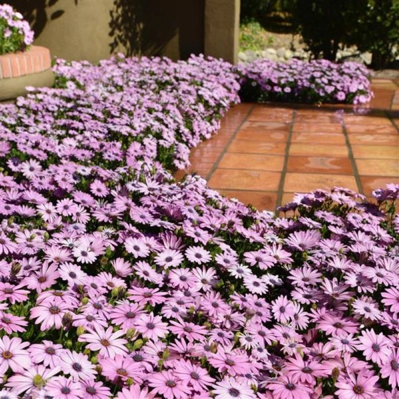 Bodrum%20Papatyası%20Sarkan%20Seri%20Lavanta%20Renk%20-%20Saksılık%205%20Tohum