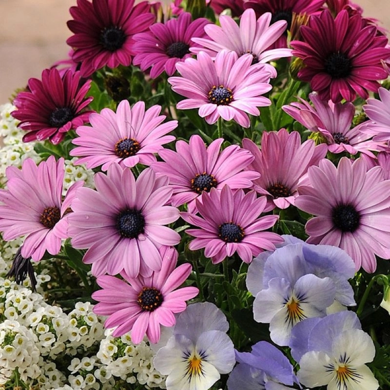 Bodrum%20Papatyası%20Sarkan%20Seri%20Lavanta%20Renk%20-%20Saksılık%205%20Tohum