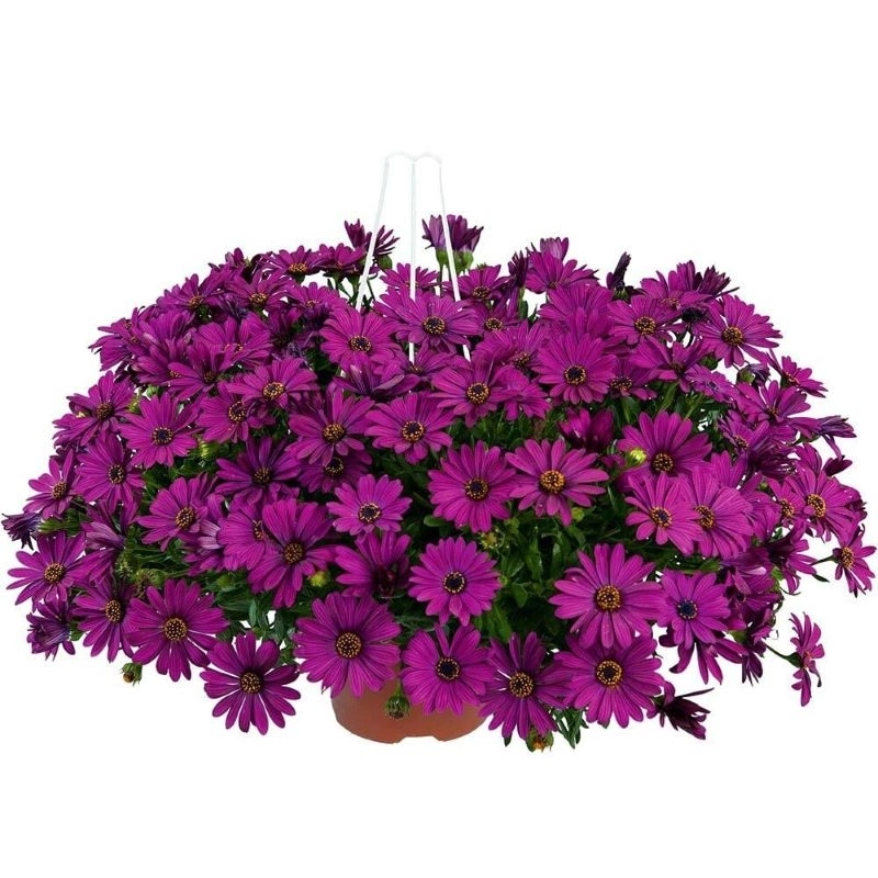 Bodrum%20Papatyası%20Sarkan%20Seri%20Mor%20Renk%20-%20Saksılık%205%20Tohum
