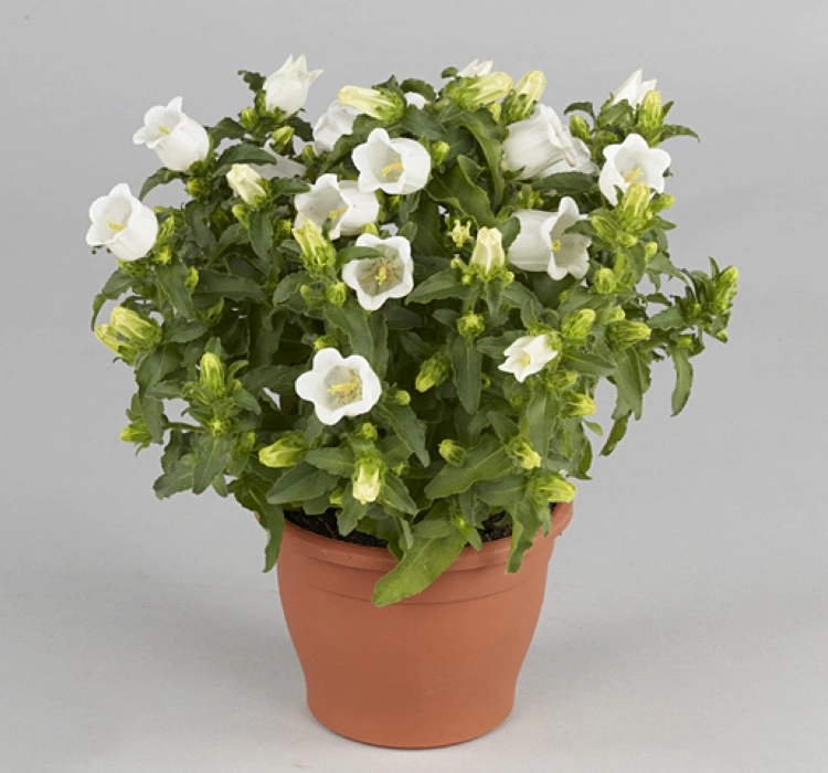 Çan%20Çiçeği%20Mini%20Seri%20Beyaz%20Renk%20-%20Saksılık%2010%20Tohum