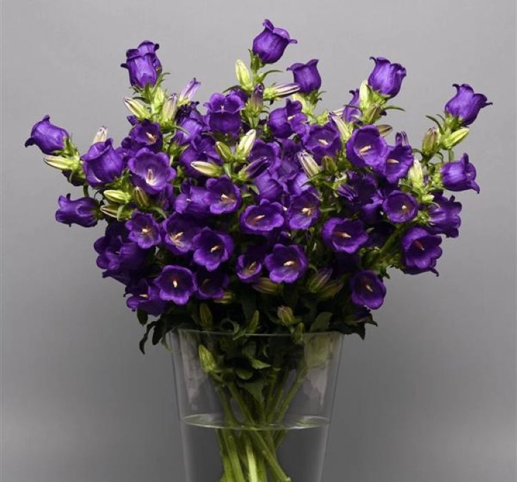 Çan%20Çiçeği%20Mini%20Seri%20Mavi%20Renk%20-%20Saksılık%2010%20Tohum