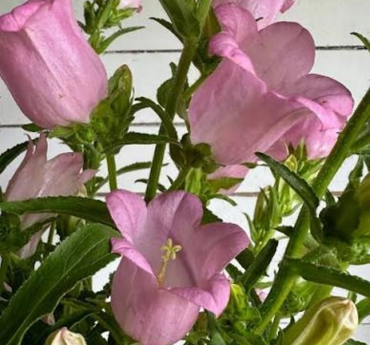 Çan%20Çiçeği%20Mini%20Seri%20Pembe%20Renk%20-%20Saksılık%2010%20Tohum