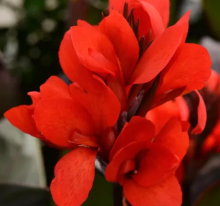 Canna%20-%20Tesbih%20Çiçeği%20-%20Bronz%20Yaprak%20-%20KIRMIZI%20(%201%20Tohum%20)