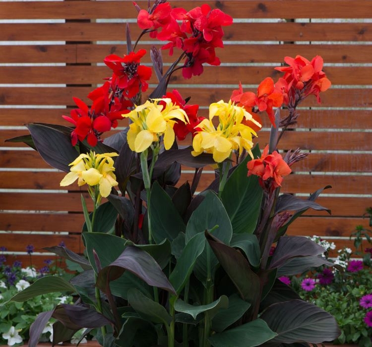 Canna%20-%20Tesbih%20Çiçeği%20-%20Bronz%20Yaprak%20-%20KIRMIZI%20(%201%20Tohum%20)