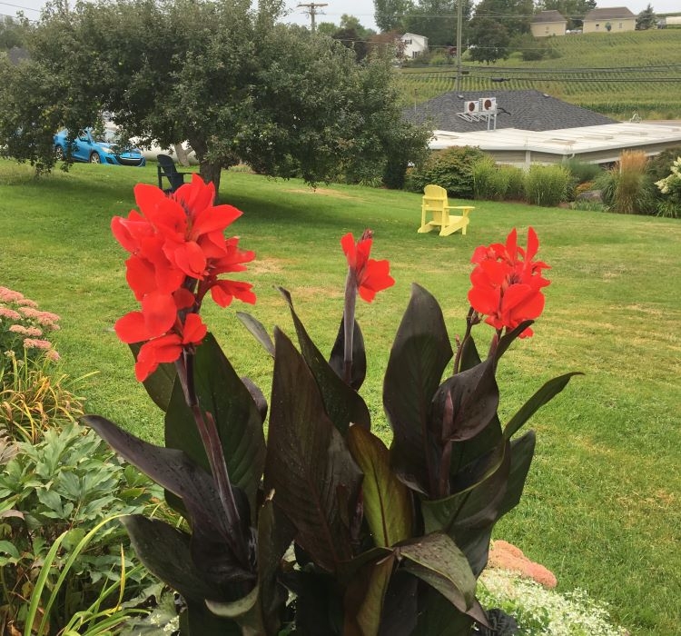 Canna%20-%20Tesbih%20Çiçeği%20-%20Bronz%20Yaprak%20-%20KIRMIZI%20(%201%20Tohum%20)