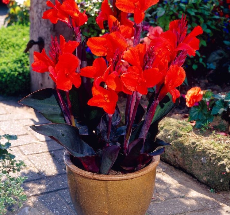 Canna%20-%20Tesbih%20Çiçeği%20-%20Bronz%20Yaprak%20-%20KIRMIZI%20(%201%20Tohum%20)