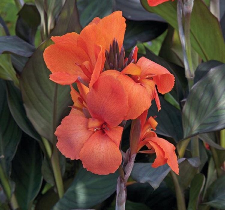 Canna%20-%20Tesbih%20Çiçeği%20-%20Bronz%20Yaprak%20-%20TURUNCU%20(%201%20Tohum%20)